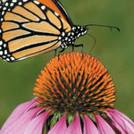 Central-Northwest MN All-Outdoors Atlas & Field Guide pg. 136-137