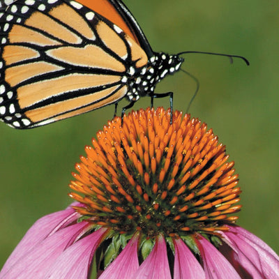 Central-Northwest MN All-Outdoors Atlas & Field Guide pg. 136-137