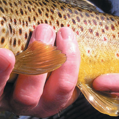 Western NY All-Outdoors Atlas & Field Guide pg. 016-017