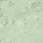 William T. Foster Woods