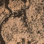 Hopi Tile 146