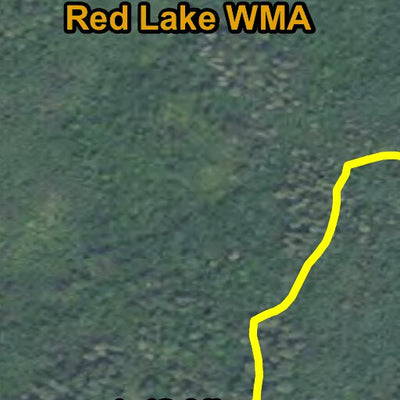 White Pine HWT 2022