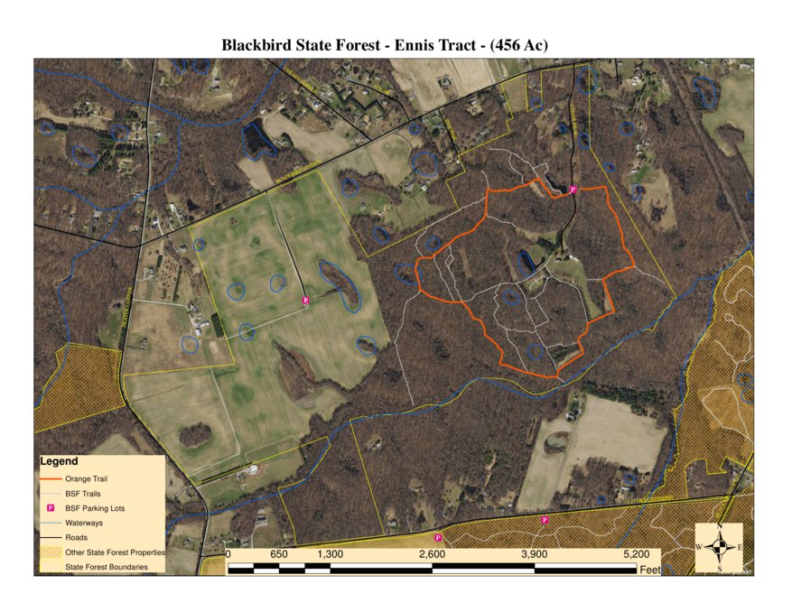 Delaware Forest Serv, Blackbird State Forest, Ennis (formerly Meadows ...