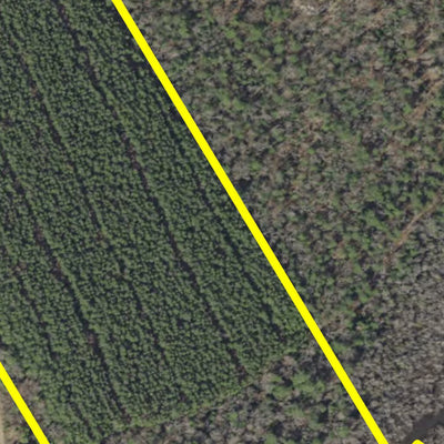 Delaware Forest Service Delaware Forest Serv, Redden State Forest, Collins Pond Tract digital map