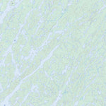 Natural Resources Canada Middle Foster Lake, SK (074A11 Toporama) digital map